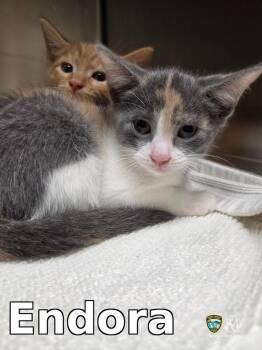 Endora -  Domestic Short Hair Cat for Adoption in Rocky Mount, North Carolina - Endora | PetCurious