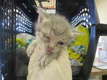 A381571 -  Domestic Short Hair Cat for Adoption in Ocala, Florida - A381571 | PetCurious