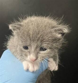 Domestic Short Hair Cats Available for Adoption in San Bernardino, California - ANGELA | PetCurious