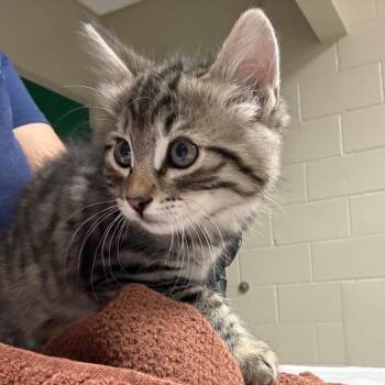 Domestic Medium Hair Cats Available for Adoption in Reno, Nevada - Small Town | PetCurious