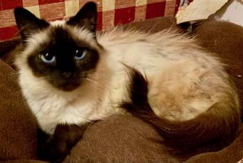 Blue -  Siamese Cat for Adoption in Versailles, Kentucky - Blue | PetCurious