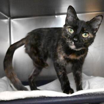 Rescue Domestic Short Hair Cats for Adoption in West Palm Beach, Florida - Pookie | PetCurious