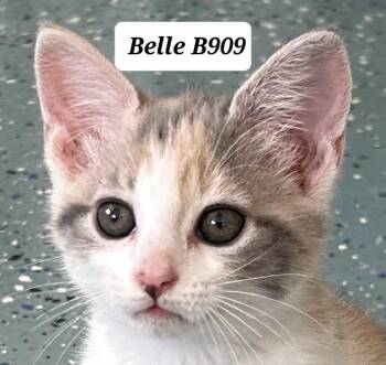 Domestic Medium Hair Cats Available for Adoption in Morganton, North Carolina - Belle | PetCurious