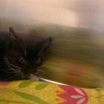 Hemi -  Domestic Short Hair Cat for Adoption in Chattanooga, Tennessee - Hemi | PetCurious