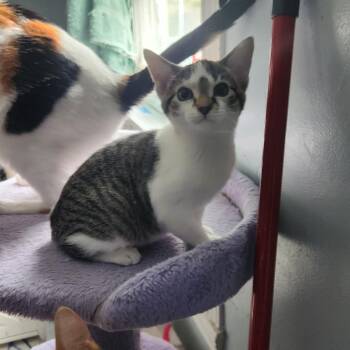 Pebbles -  Domestic Short Hair Cat for Adoption in Clawson, Michigan - Pebbles | PetCurious