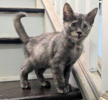 Rescue Domestic Short Hair Cats for Adoption in Grand Rapids, Michigan - Tressym | PetCurious