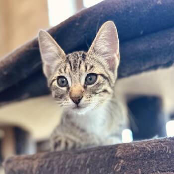 Ace -  American Shorthair Cat for Adoption in Seguin, Texas - Ace | PetCurious