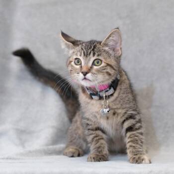 Scout -  Domestic Short Hair Cat for Adoption in Sunnyvale, California - Scout | PetCurious
