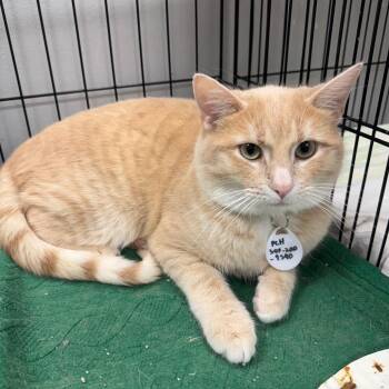 Domestic Short Hair Cats Available for Adoption in Normal, Illinois - Peach | PetCurious