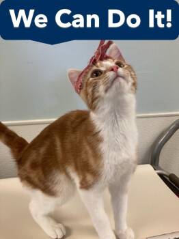 Domestic Short Hair Cats Available for Adoption - Rosie The Riveter | PetCurious