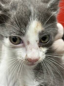 Rescue Domestic Short Hair Cats for Adoption in West Chester, Pennsylvania - Abby | PetCurious
