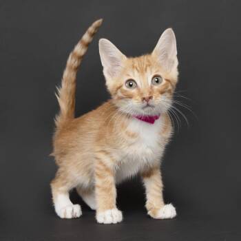 Apollo -  Domestic Short Hair Cat for Adoption in Franklin, Tennessee - Apollo | PetCurious