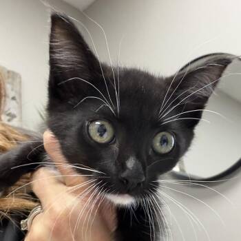 Domestic Short Hair Cats Available for Adoption in Midland, Texas - Ashley | PetCurious