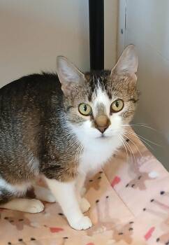 Renata -  Tabby and Domestic Short Hair Cat for Adoption in Bay City, Michigan - Renata | PetCurious