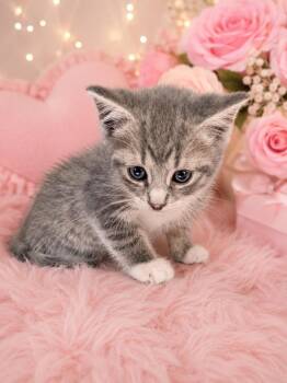 Fettuccine -  Domestic Short Hair Cat for Adoption in Fayetteville, Tennessee - Fettuccine | PetCurious