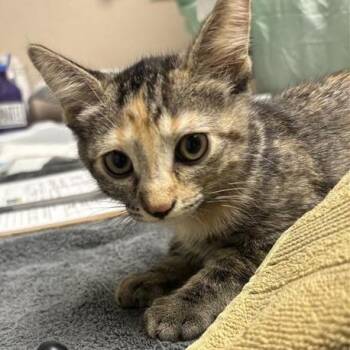 Marinara -  Domestic Short Hair Cat for Adoption in Tempe, Arizona - Marinara | PetCurious