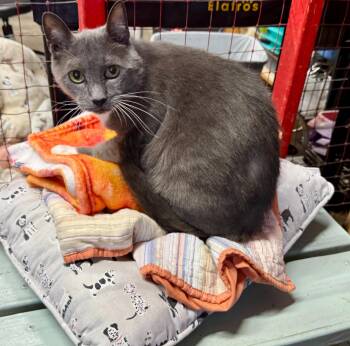 Kaiju bonded with Samantha -  Domestic Short Hair Cat for Adoption in Centerville, Georgia - Kaiju Bonded With Samantha | PetCurious