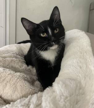 Rescue Domestic Short Hair Cats for Adoption in Lombard, Illinois - Paulie | PetCurious