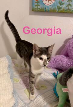Georgia -  Domestic Short Hair Cat for Adoption in North Richland Hills, Texas - Georgia | PetCurious