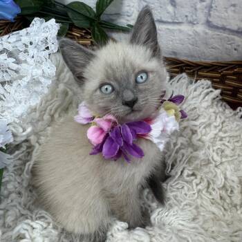 Siamese and Domestic Short Hair Cats Available for Adoption in Harrisonburg, Virginia - Kirby | PetCurious