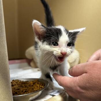 Euro -  American Shorthair Cat for Adoption in Blue Ridge, Georgia - Euro | PetCurious