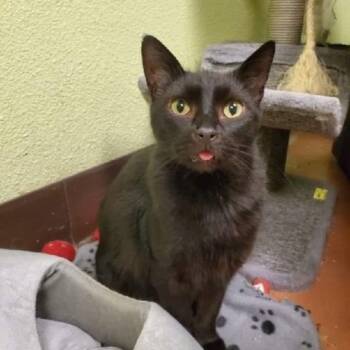 Rescue American Shorthair Cats for Adoption in Tunica, Mississippi - Sonic | PetCurious