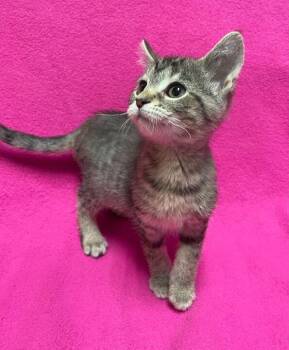 Potato -  Domestic Short Hair Cat Available for Adoption in Jackson, Michigan - Potato | PetCurious