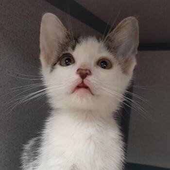 Kokomo -  Domestic Short Hair Cat for Adoption in Goleta, California - Kokomo | PetCurious