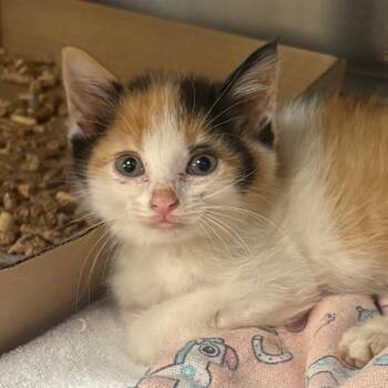 Kimchi -  Domestic Short Hair Cat for Adoption in Springfield, Illinois - Kimchi | PetCurious