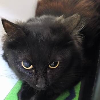 Twinny -  Domestic Medium Hair Cat for Adoption in Port Angeles, Washington - Twinny | PetCurious