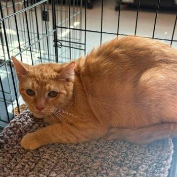 Arlene -  Domestic Short Hair Cat for Adoption in Huntington, West Virginia - Arlene | PetCurious