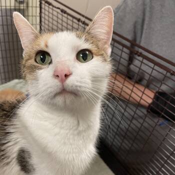 Ariana -  Domestic Short Hair Cat for Adoption in Chicago, Illinois - Ariana | PetCurious