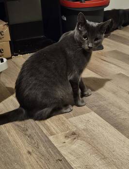 Rescue Domestic Short Hair Cats for Adoption in Burnaby, British Columbia - Mama Freya | PetCurious