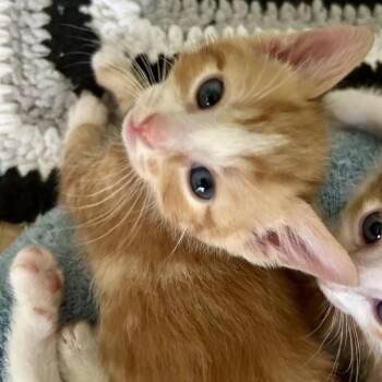 Domestic Short Hair Cats Available for Adoption in Huntsville, Alabama - Cumin | PetCurious