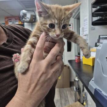 Domestic Short Hair Cats Available for Adoption in Newark, New Jersey - Secretariat | PetCurious