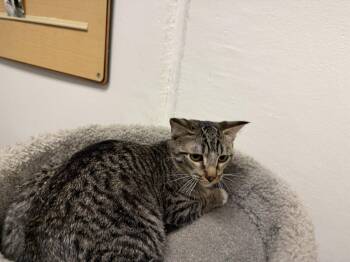 Lucinda -  Tabby and Domestic Short Hair Cat for Adoption in Phoenix, Arizona - Lucinda | PetCurious