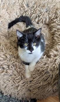 Domestic Short Hair Cats Available for Adoption - Myles | PetCurious