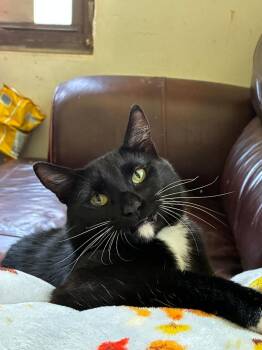 Bombon -  Domestic Short Hair Cat for Adoption in Mokena, Illinois - Bombon | PetCurious