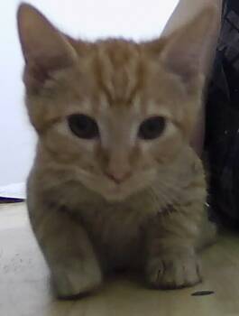 Rescue Domestic Short Hair Cats for Adoption in Dayton, Minnesota - Ember | PetCurious