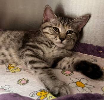 Michele -  Domestic Short Hair Cat for Adoption in Logan, Utah - Michele | PetCurious