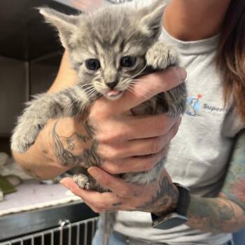 Jenn -  Domestic Short Hair Cat for Adoption in Oneonta, New York - Jenn | PetCurious