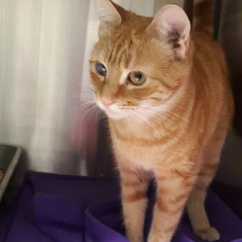 Domestic Short Hair Cats Available for Adoption - Clementine A220689 | PetCurious