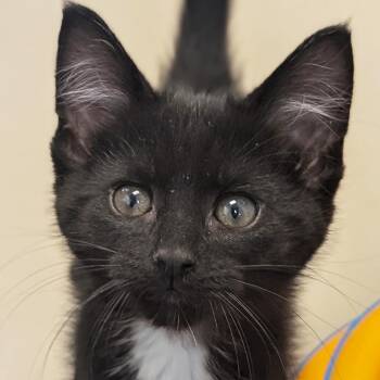 Neptune -  Domestic Short Hair Cat for Adoption in Jefferson, Wisconsin - Neptune | PetCurious