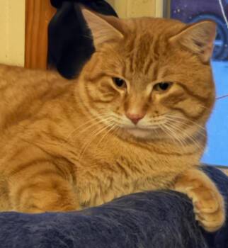 Domestic Short Hair Cats Available for Adoption - Clyde | PetCurious