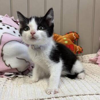 Domestic Short Hair Cats Available for Adoption in Hawthorne, California - Dos | PetCurious