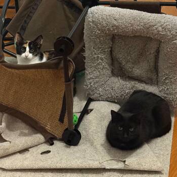 Domestic Short Hair Cats Available for Adoption - Elizabeth & Summer | PetCurious