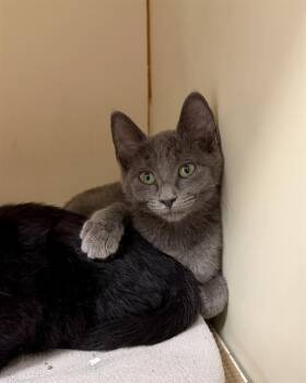 GREYSON -  Domestic Short Hair Cat for Adoption in Boston, Massachusetts - GREYSON | PetCurious