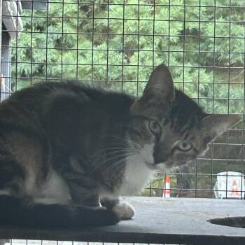 Tiberius -  Domestic Short Hair Cat for Adoption in Veneta, Oregon - Tiberius | PetCurious