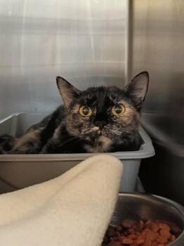 A123430 -  Domestic Short Hair Cat for Adoption in West Valley City, Utah - A123430 | PetCurious