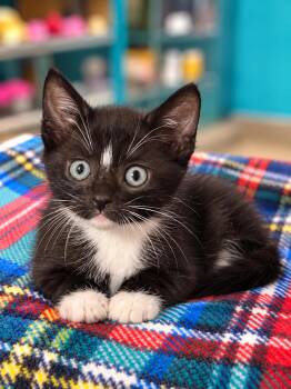 Dustin -  Domestic Short Hair Cat for Adoption in Valley Center, Kansas - Dustin | PetCurious